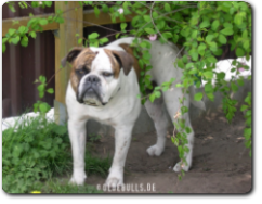 Olde Bulls' Buck, 2 Jahre alt - 100% Leavitt Bulldog - David Leavitts Olde English Bulldogge