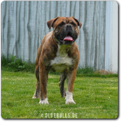 Olde Bulls' Crash, 2 Jahre alt - 100% Leavitt Bulldog - David Leavitts Olde English Bulldogge