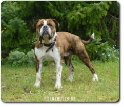 Olde Bulls' Diego, 2 Jahre alt - 100% Leavitt Bulldog - David Leavitts Olde English Bulldogge