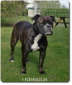 Olde Bulls' Donna, 2 Jahre alt - 100% Leavitt Bulldog - David Leavitts Olde English Bulldogge