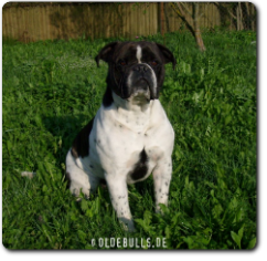 Olde Bulls' Eddy, 2 Jahre alt - 100% Leavitt Bulldog - David Leavitts Olde English Bulldogge