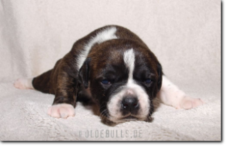 Leavitt Bulldog Olde Bulls' Ginger, 2 weeks old.