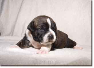 Leavitt Bulldog Olde Bulls' Ginger, 2 weeks old.