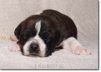 Leavitt Bulldog Olde Bulls' Ginger, 2 weeks old.