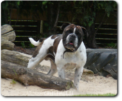 Olde Bulls' Joker Manfred, 2 Jahre alt - 100% Leavitt Bulldog - David Leavitts Olde English Bulldogge