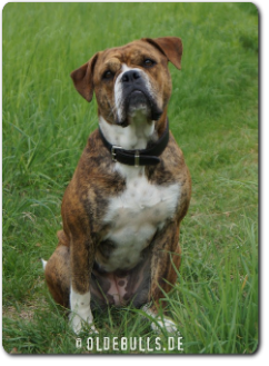 Olde Bulls' Polly, 2 Jahre alt - 100% Leavitt Bulldog - David Leavitts Olde English Bulldogge