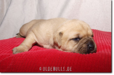 Leavitt Bulldog Olde Bulls' Princess, 2 weeks old.