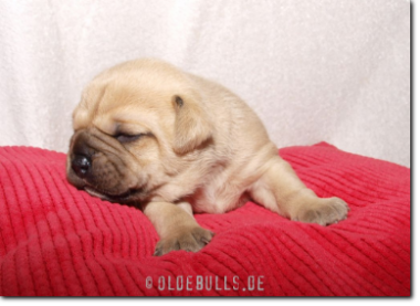 Leavitt Bulldog Olde Bulls' Princess, 2 weeks old.