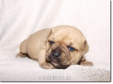 Leavitt Bulldog Olde Bulls' Princess, 2 weeks old.