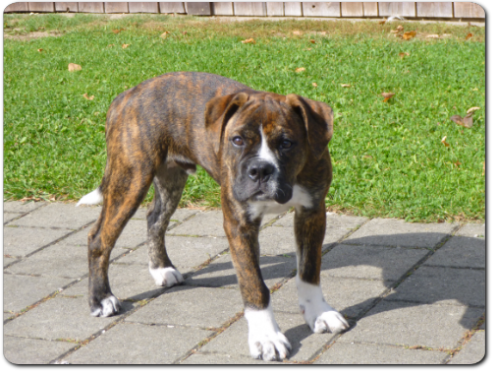 Leavitt Bulldog Olde Bulls' Charly - out of Gardencity's Hank and Highwoodbulls Mercedes - David Leavitts Olde English Bulldogge