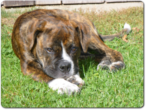 Leavitt Bulldog Olde Bulls' Charly - out of Gardencity's Hank and Highwoodbulls Mercedes - David Leavitts Olde English Bulldogge