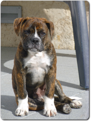 Leavitt Bulldog Olde Bulls' Charly - out of Gardencity's Hank and Highwoodbulls Mercedes - David Leavitts Olde English Bulldogge