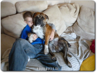 Leavitt Bulldogs im Alltag - perfekte Familienhunde