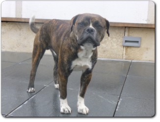 Leavitt Bulldog Olde Bulls' Charly - out of Gardencity's Hank and Highwoodbulls Mercedes - David Leavitts Olde English Bulldogge