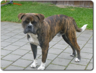 Leavitt Bulldog Olde Bulls' Charly - out of Gardencity's Hank and Highwoodbulls Mercedes - David Leavitts Olde English Bulldogge