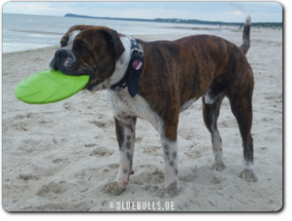 Leavitt Bulldog Olde Bulls' Diego - David Leavitts Olde English Bulldogge