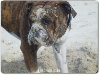 Leavitt Bulldog Olde Bulls' Diego - David Leavitts Olde English Bulldogge