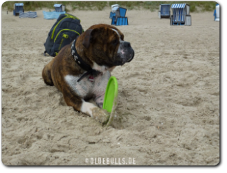 Leavitt Bulldog Olde Bulls' Diego - David Leavitts Olde English Bulldogge