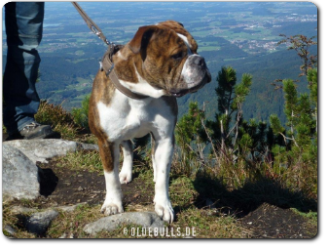 Leavitt Bulldog Olde Bulls' Diego - David Leavitts Olde English Bulldogge