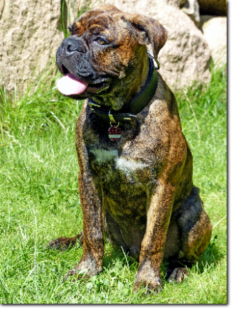 Olde Bulls' Barney, 5 month old Leavitt Bulldog, David Leavitts Olde English Bulldogge