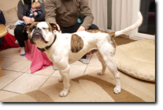 Leavitt Bulldog Olde Bulls' Buck, David Leavitts Olde English Bulldogge