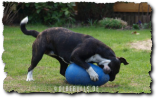 Leavitt Bulldog mit Crazy Egg