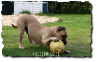 Olde English Bulldogge mit Crazy Egg