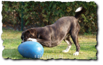Leavitt Bulldog mit Crazy Egg