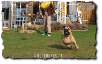 Olde English Bulldogge mit Crazy Egg