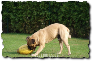 Olde English Bulldogge mit Crazy Egg