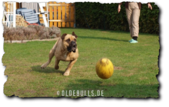 Olde English Bulldogge mit Crazy Egg