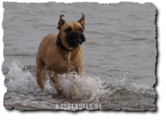 Olde English Bulldogge am Strand