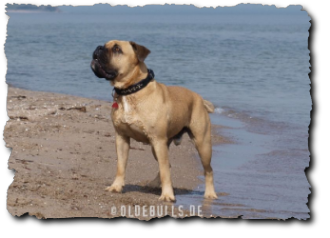 Olde English Bulldogge am Strand