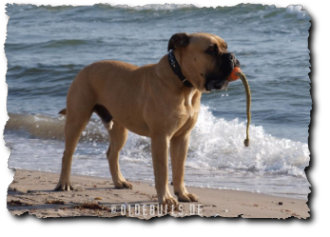 Olde English Bulldogge am Strand