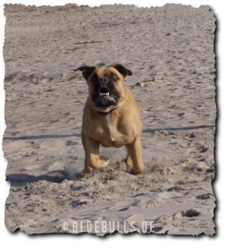 Olde English Bulldogge am Strand