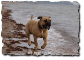 Olde English Bulldogge am Strand