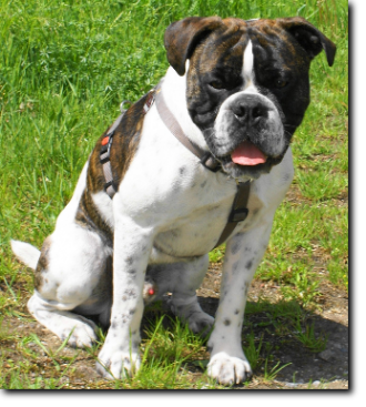 Leavitt Bulldog Olde Bulls' Joker Manfred im neuen Zuhause