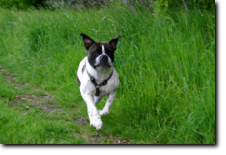 Leavitt Bulldog Olde Bulls' Joker Manfred im neuen Zuhause