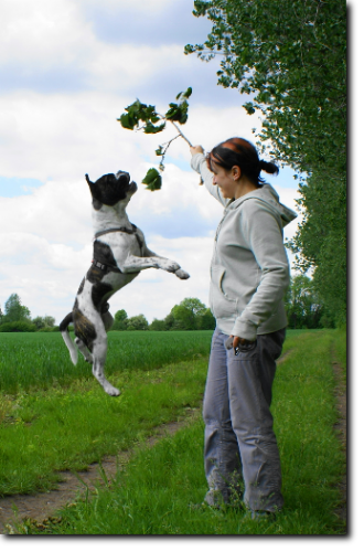 Leavitt Bulldog Olde Bulls' Joker Manfred im neuen Zuhause