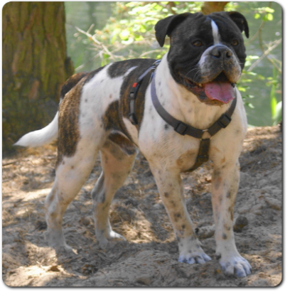 Leavitt Bulldog Olde Bulls' Joker Manfred im neuen Zuhause