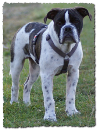 Leavitt Bulldog Olde Bulls' Joker Manfred, David Leavitts Olde English Bulldogge