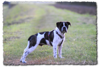 Leavitt Bulldog Olde Bulls' Joker Manfred, David Leavitts Olde English Bulldogge