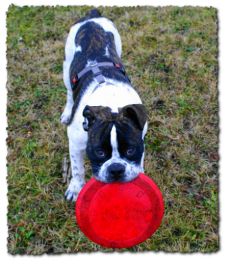 Leavitt Bulldog Olde Bulls' Joker Manfred, David Leavitts Olde English Bulldogge