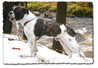 Leavitt Bulldog Olde Bulls' Joker Manfred, David Leavitts Olde English Bulldogge