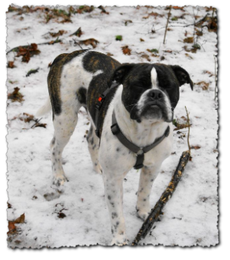 Leavitt Bulldog Olde Bulls' Joker Manfred, David Leavitts Olde English Bulldogge