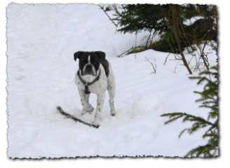 Leavitt Bulldog Olde Bulls' Joker Manfred, David Leavitts Olde English Bulldogge