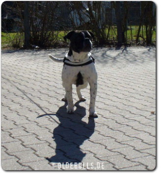 Leavitt Bulldog Olde Bulls' Eddy - David Leavitts Olde English Bulldogge