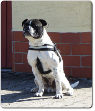 Leavitt Bulldog Olde Bulls' Eddy - David Leavitts Olde English Bulldogge