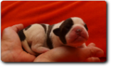 Unsere Welpen - Eltern Highwoodbulls Mercedes und Gardencity's Hank - David Leavitts Olde English Bulldogge