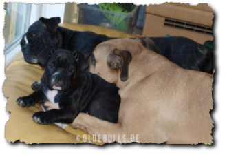 Leavitt Olde English Bulldogge Spirit Bulls Harley auf oldebulls.de